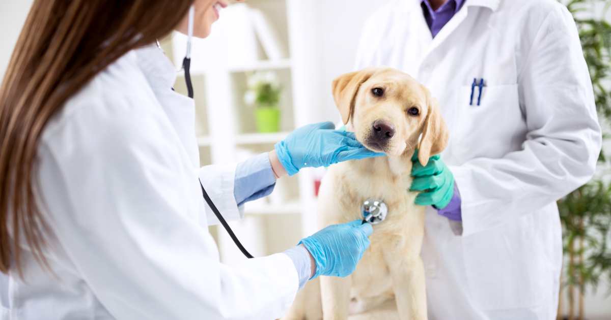 Hospital Veterinário: Cuidado Completo para seu Pet com Amor e Dedicação