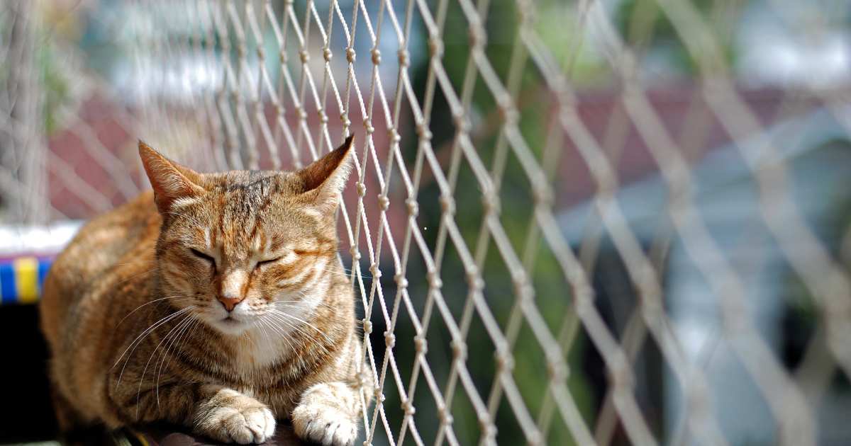 Redes de Proteção para Gatos em Porto Alegre: Segurança e Tranquilidade para Seu Pet