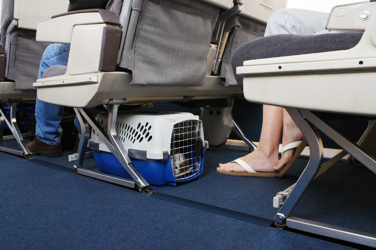 Viajar de Avião com Pets: Guia Completo para uma Viagem Tranquila e Segura