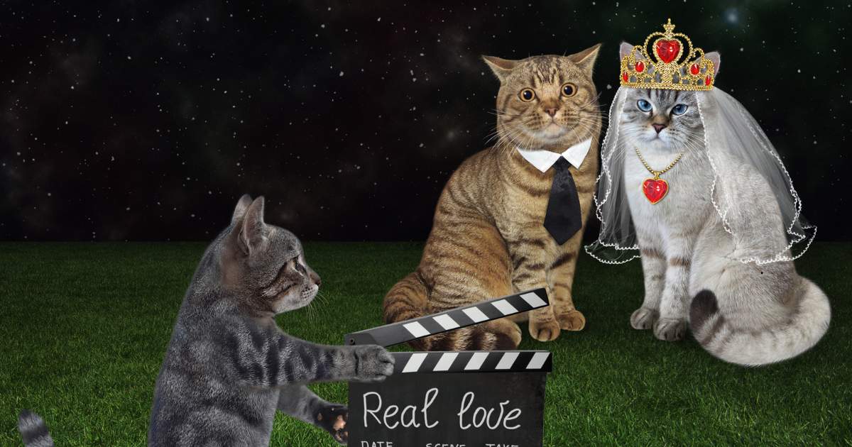 Filme para assistir com meu gato: 5 opções divertidas para assistir com a família