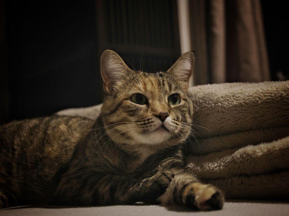 Guia completo sobre como mudar gato de casa para apartamento 