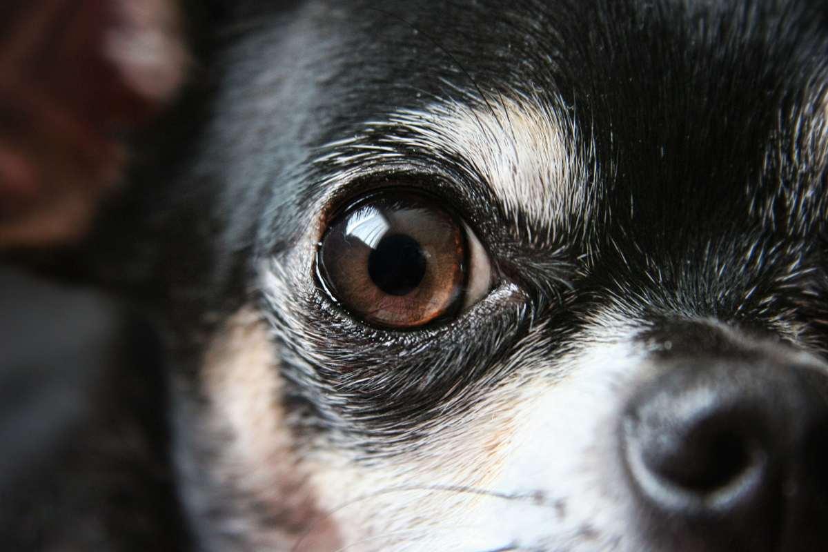 Quais são as causas mais comuns de visão embaçada nos pets?