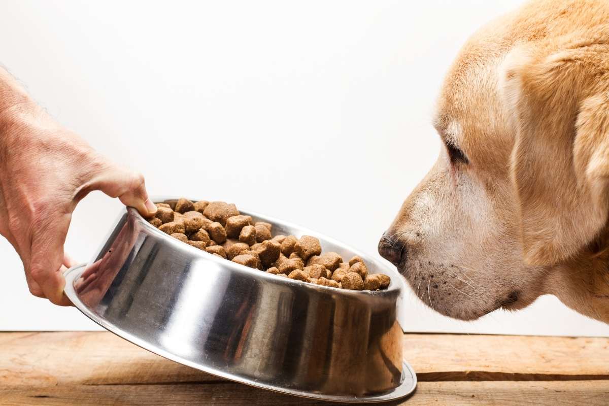 Guia de Transição: Como Trocar a Ração do Seu Cachorro Sem Riscos