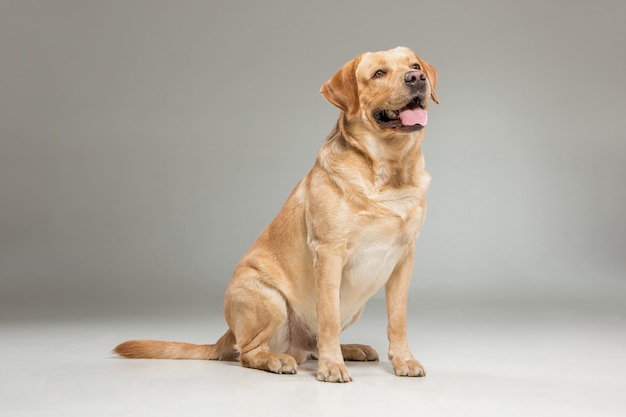 Como escolher um seguro de saúde para animais de estimação