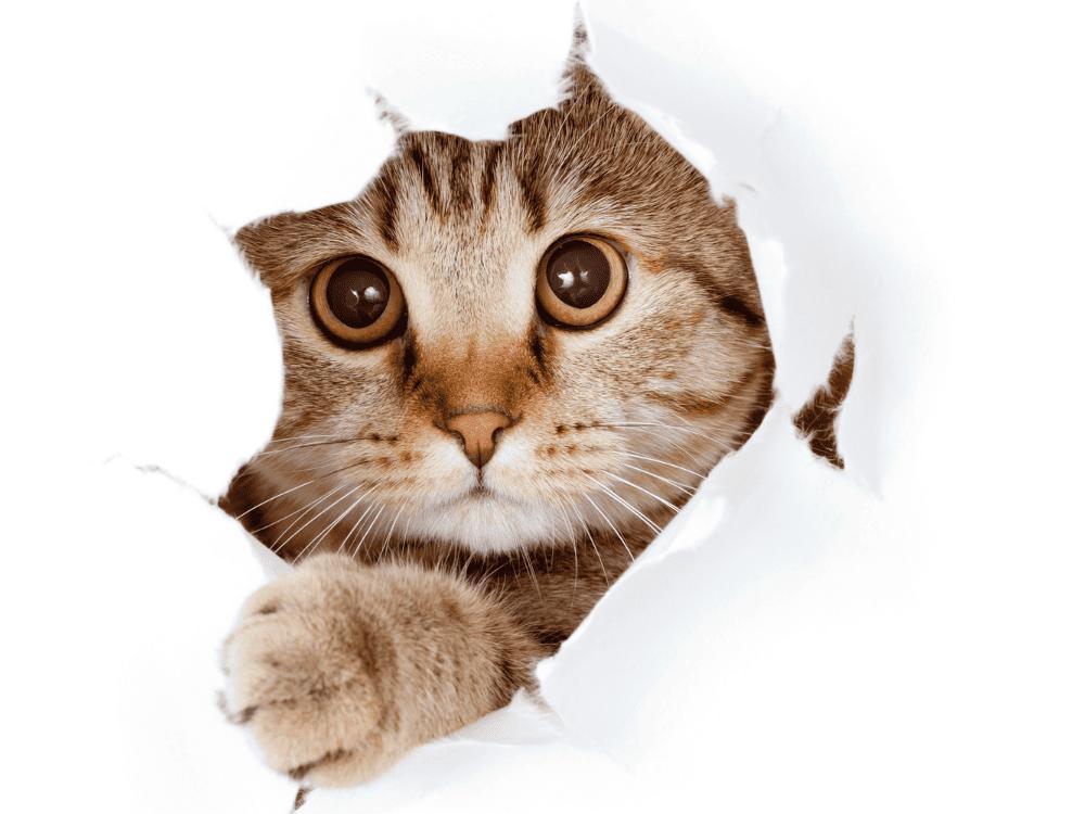 Sonhar com gato e as mensagens do subconsciente 